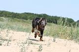 BEAUCERON - PUPPIES 060